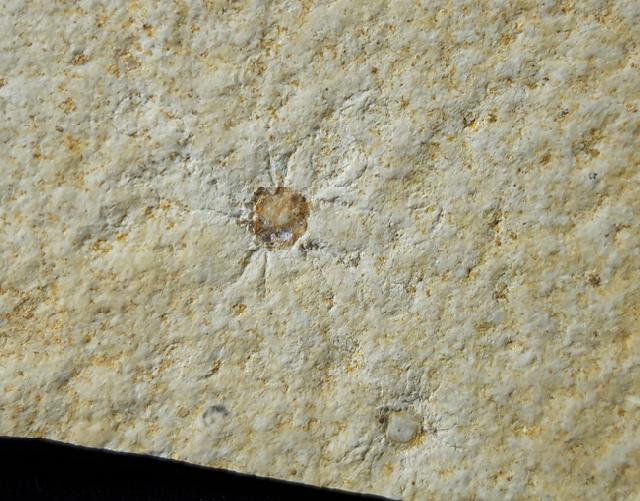 Leptolepides sprattiformis (BLAINVILLE 1818) & Saccocoma tenella (GOLDFUSS 1831) - Bild © FossNet FossilienStore